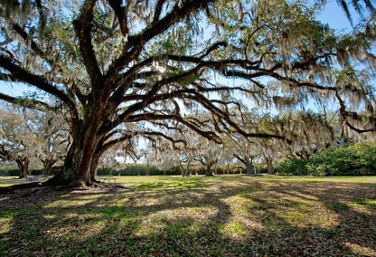 Large tree in sunny park in Benton, Louisiana